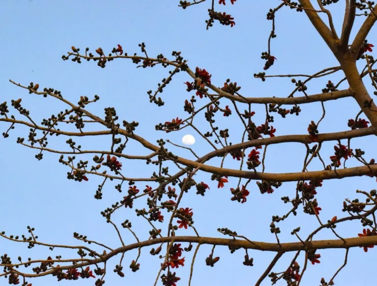 Flower Moon Meaning and Date