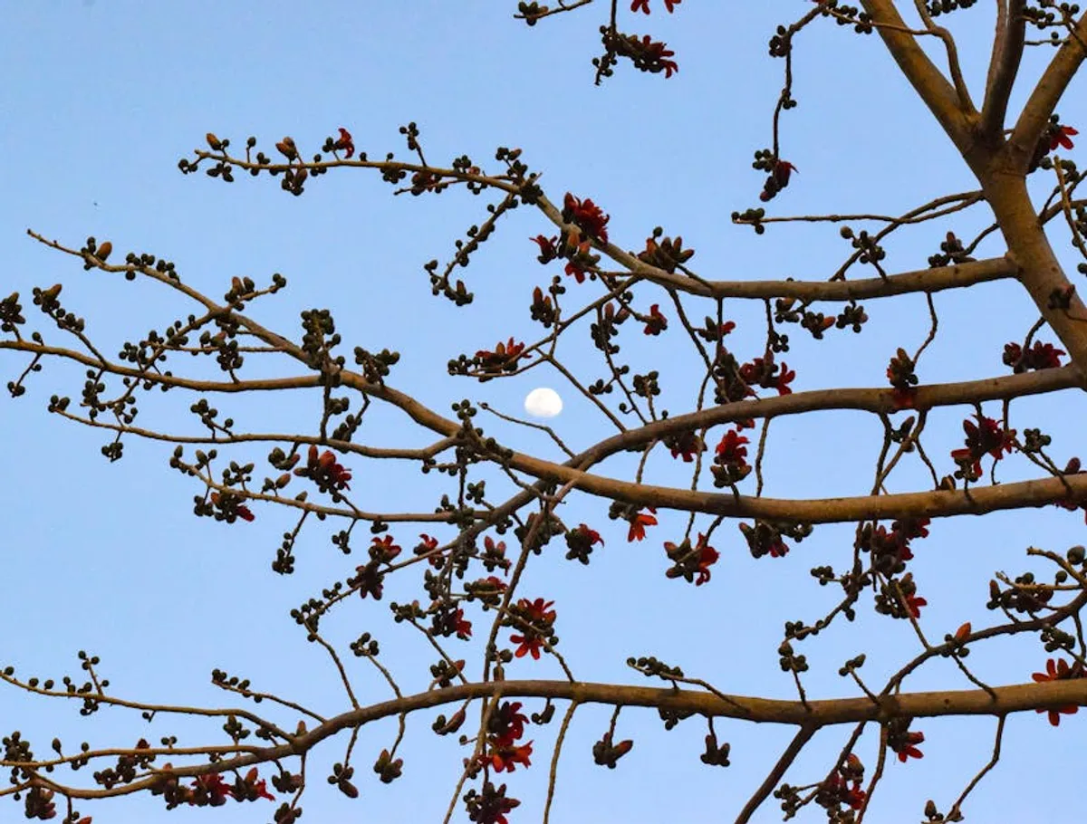Flower Moon Meaning and Date